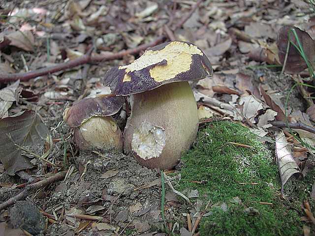 Funghi di frontiera